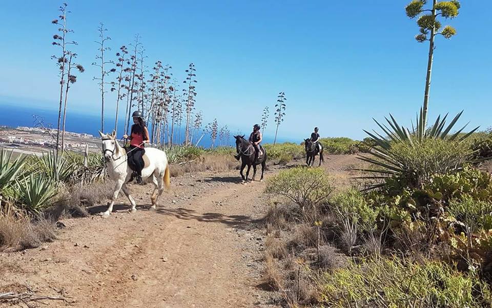 Horse Riding Adventures in Tenerife - Official Website - Horse Riding Adventures in Tenerife - Official Website
